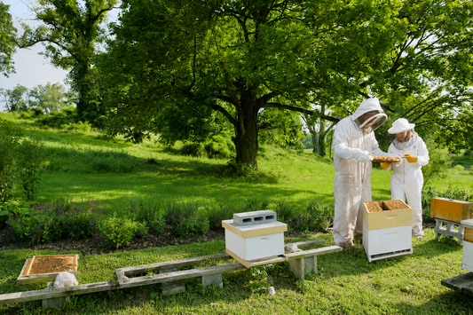 Zwei lokale Imker in Schutzanzügen prüfen eine Honigwabe neben mehreren Bienenstöcken auf einer grünen Wiese unter einem grossen Baum.