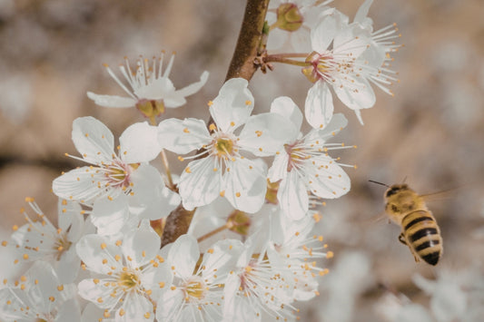 Biene nähert sich Manuka-Blüten