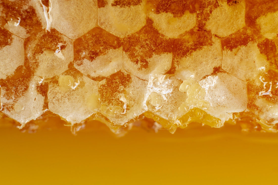 close up honeycomb with beeswax.