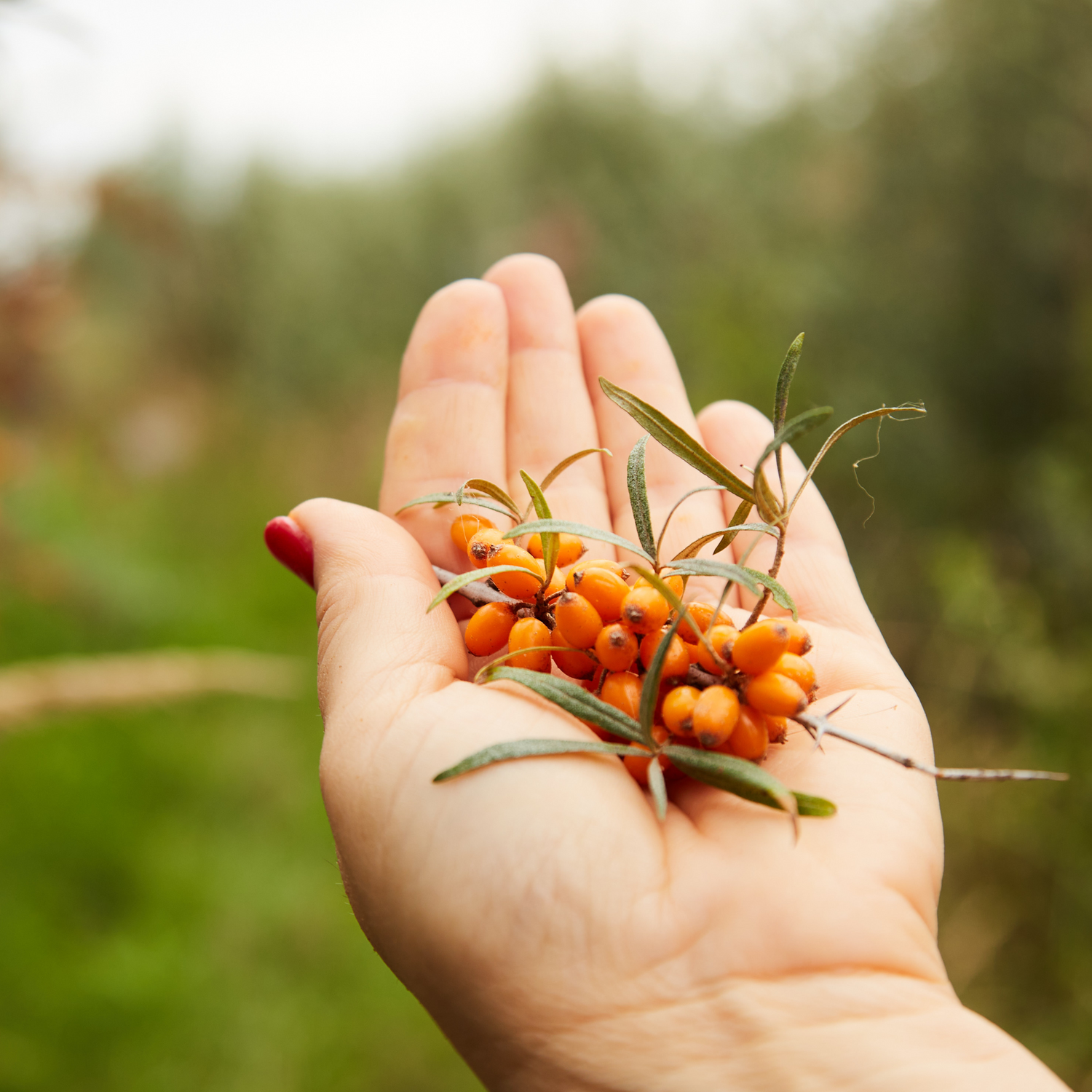 Frisch geerntete Sanddornbeeren in der Hand