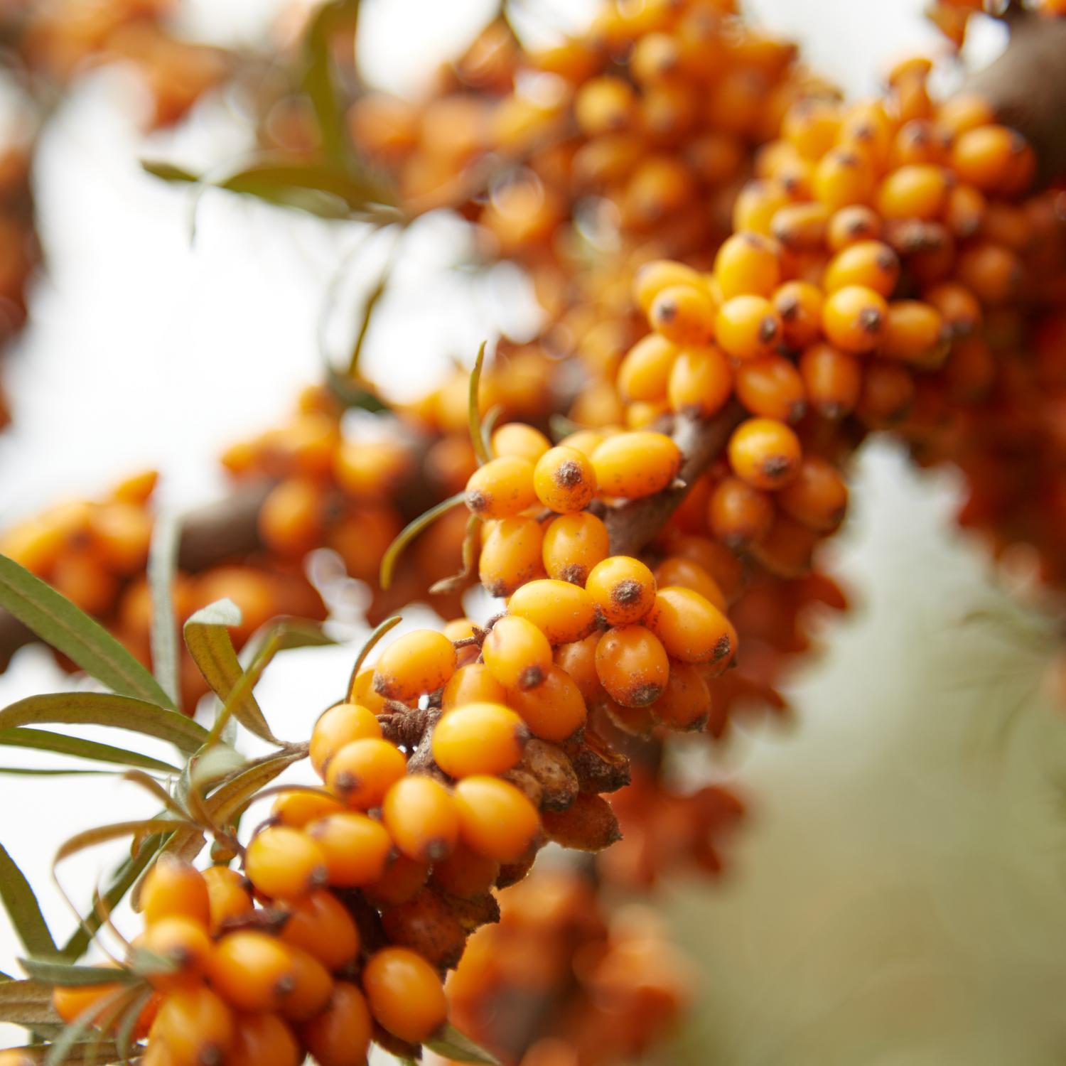 Reife Sanddornbeeren an einem Zweig der Sanddornpflanze