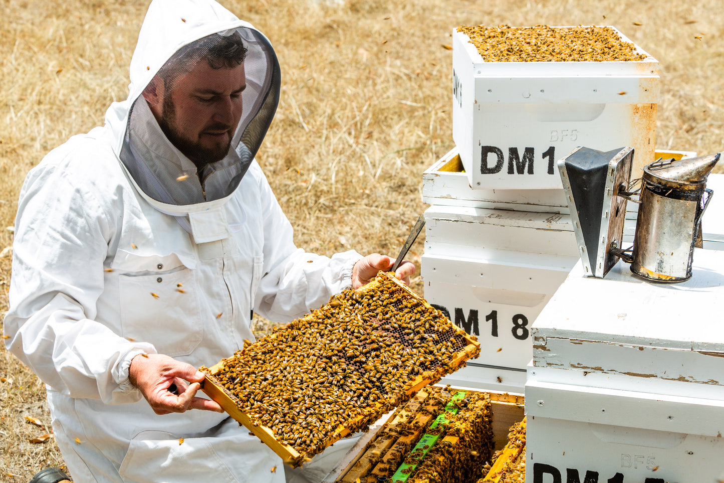 Imker in Schutzkleidung hält eine Honigwabe neben Bienenstöcken auf trockenem Feld.