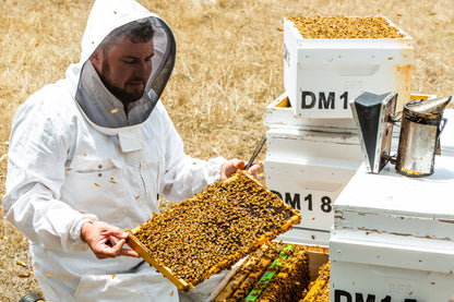 Imker in Schutzkleidung hält eine Honigwabe neben Bienenstöcken auf trockenem Feld.