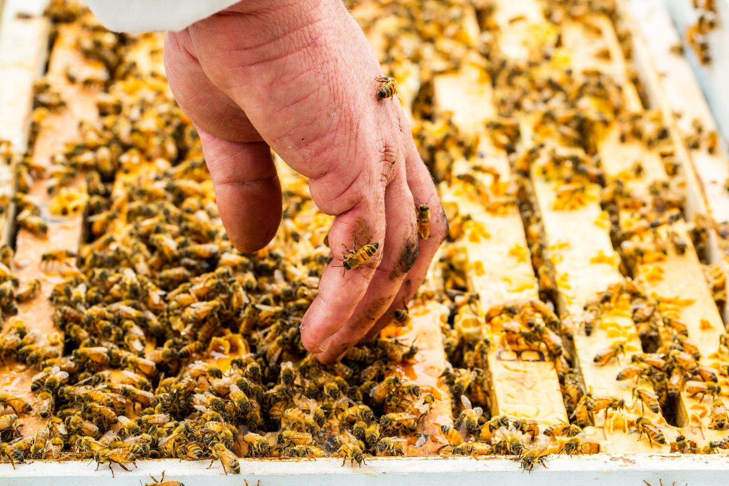 hand placing on top of a bees wax container with bees crawling on the hand.